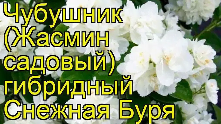 Чубушник гибридный Снежная Буря. Краткий обзор, описание philadelphus hybridа Snezhnaia Buria